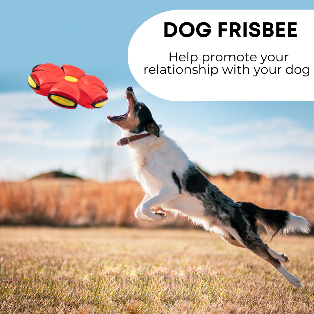 Frisbee para perros